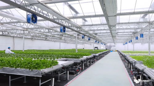 臨空港新聞 臨空港新聞 武漢市東西湖區(qū)人民政府 武漢臨空港經(jīng)濟(jì)技術(shù)開發(fā)區(qū)管委會(huì)